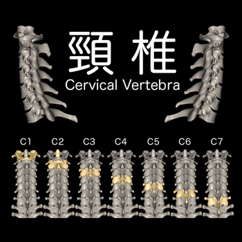 日野脊椎回復運動