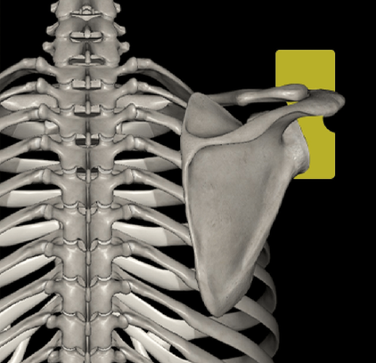 日野脊椎回復運動