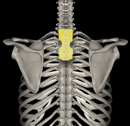 日野脊椎回復運動