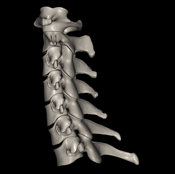 日野脊椎回復運動
