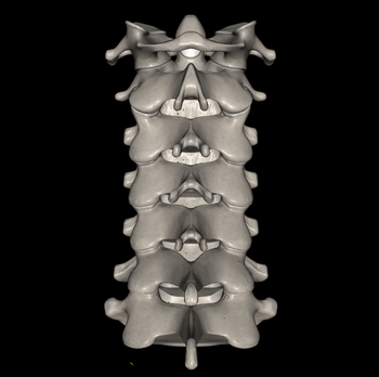 日野脊椎回復運動