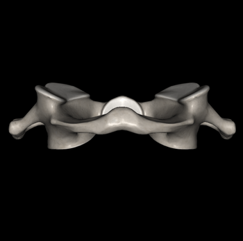 日野脊椎回復運動